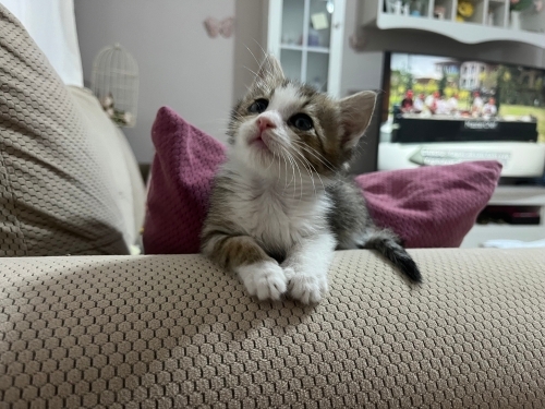 Mini mini bir bebek fotoğraf