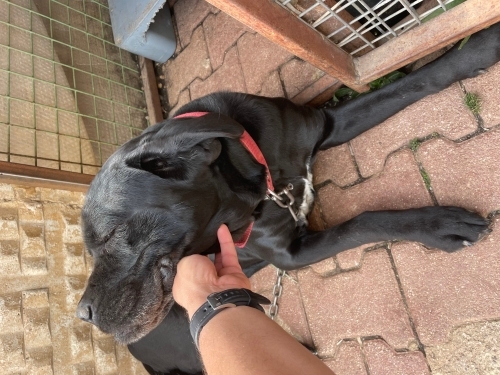 Korumacı Dost Cane Corso fotoğraf