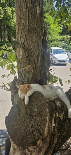 YAVRU KEDİ MELONİ KALICI YUVASINI ARIYOR fotoğraf