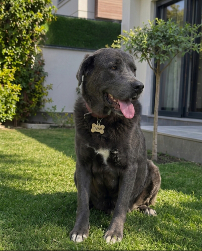 Cane corso Yuva Arıyor fotoğraf
