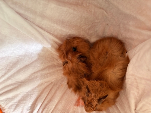 🐹 4 Aylık Dişi ve Erkek Guinea Pig Sahiplendiriliyor fotoğraf