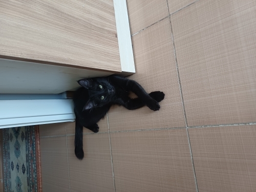 TAM BİR PANTER. KARA PANTER. fotoğraf