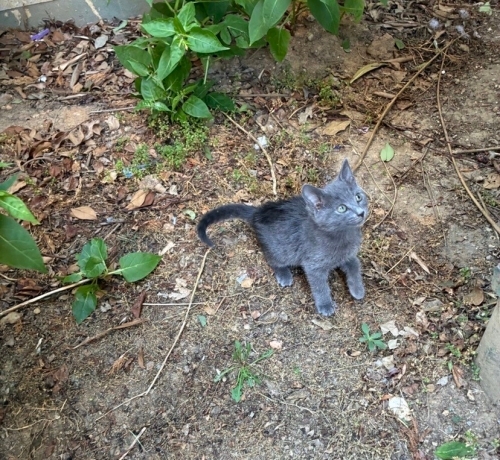 Russian Blue Yavru Yuva Ariyor fotoğraf