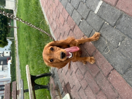 Bella (DİŞİ 7.5 aylık) fotoğraf