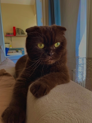 ACİL YUVA ARANIYOR (ücretsiz kedi sahiplendirme) fotoğraf