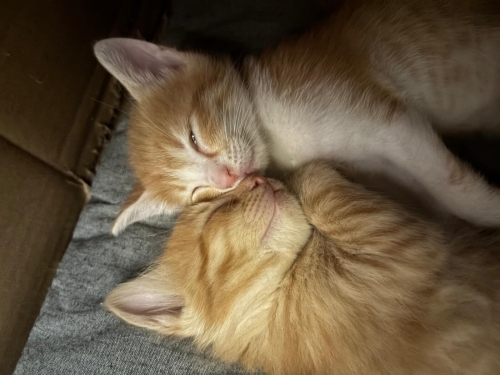 2 Aylık Sevimli Yavru Kedimize Ömürlük Yuva Arıyoruz 🐾🤍 fotoğraf
