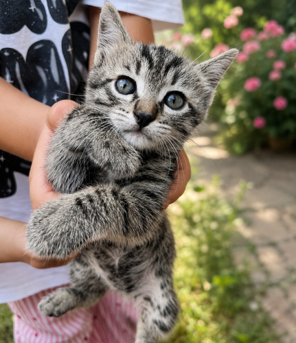Mikmik Acil Yuva Ariyor! fotoğraf