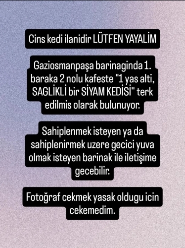 1 yas alti SİYAM KEDİSİ fotoğraf