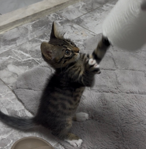 Leo mis kokulu Bal Çocuk yuva arıyor fotoğraf
