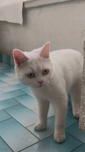 Pamuk acil sahiplendirmemiz gerekiyor fotoğraf