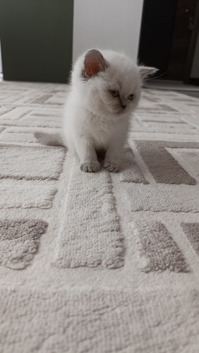 2 aylık orjinal shorthair kedimi sahiplendirmek istiyorum fotoğraf