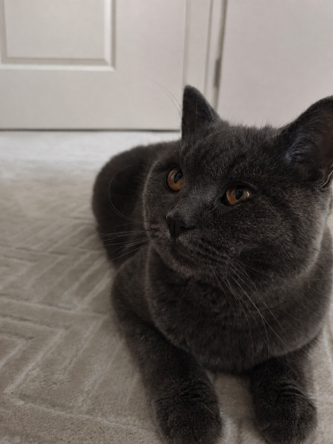 7 aylık british shorthair erkek kedimiz fotoğraf