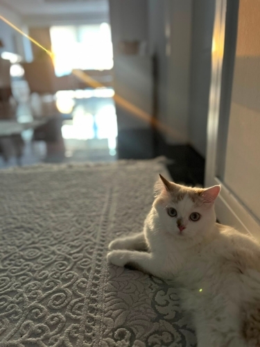 Maya yeni evini arıyor fotoğraf