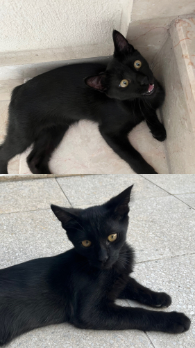 4.5 aylık yavru kedi fotoğraf