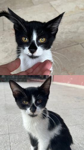 4.5 aylık dişi kedi fotoğraf
