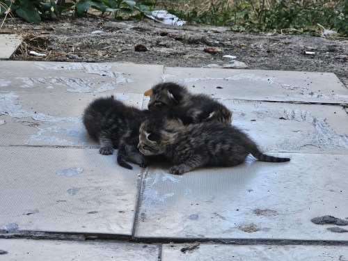 Yeni Doğmuş Annesi Bırakmış Yavru Kedi fotoğraf