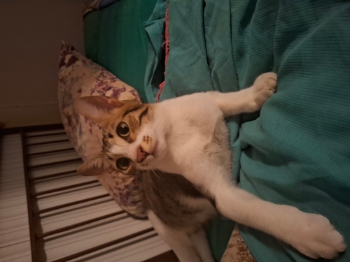 İlgi bağımlısı yakışıklı Kovboy'a yuva fotoğraf