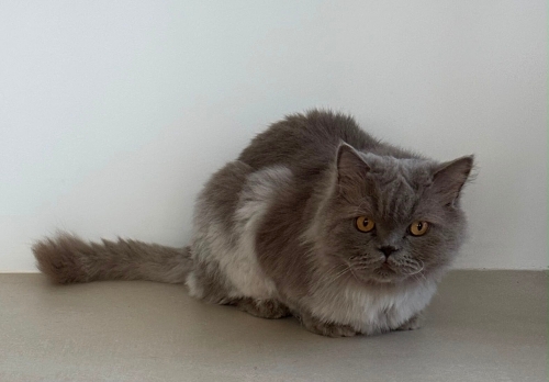 British Longhair cinsi kedimizi sahiplendiriyoruz . fotoğraf