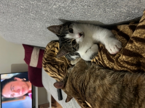 Çay içmeye bayılır oyun oynamayı çok sever fotoğraf