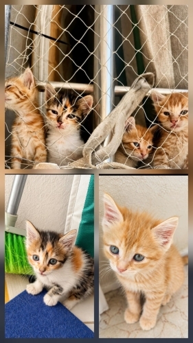 Ücretsiz sahiplenme fotoğraf