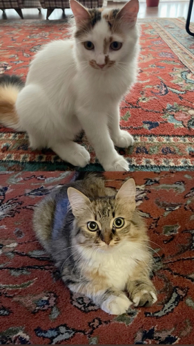 Oyuncu Kardeşler İnci ve Midye fotoğraf
