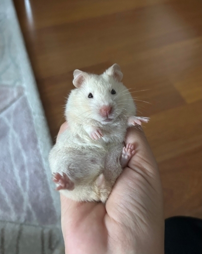Ruby yuvasını arıyor😍 fotoğraf