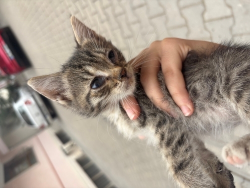1,5 aylık sevimli yavrumuza yuva arıyoruz!! fotoğraf