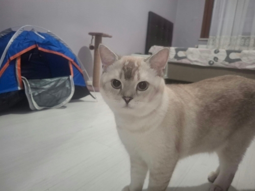 British shorthair fotoğraf