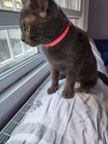 Russian blue mia fotoğraf