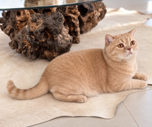 British Shorthair kedimizi sahiplendiriyoruz. fotoğraf