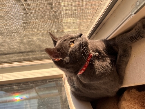 Mia için çok acil yuva fotoğraf