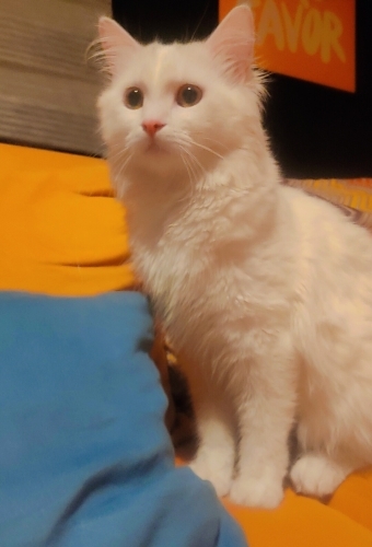 Sokaktan Kurtarıldı fotoğraf