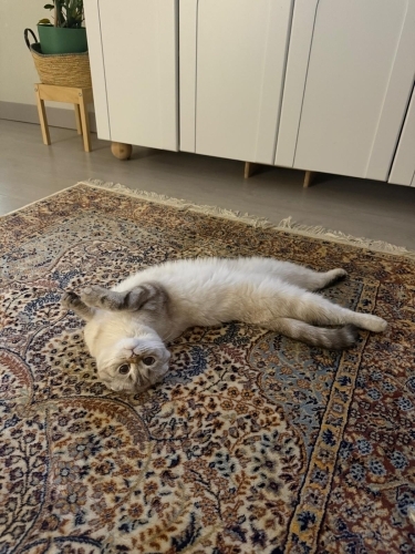 Çok uysal sevecen fotoğraf