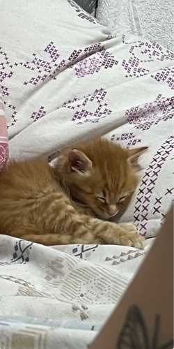 🐾 BALIM ÖMÜRLÜK YUVASINI ARIYOR 🐾 fotoğraf