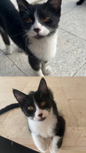 4.5 aylık yavru dişi kedi fotoğraf
