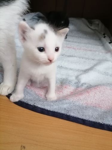 Sevgi dolu yuva arıyorum fotoğraf