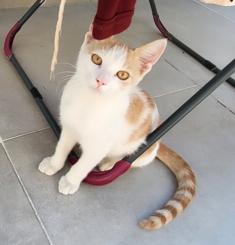OYUNSEVER DOST CANLISI EŞREF KEDİMİZE YUVA ARIYORUZ. fotoğraf