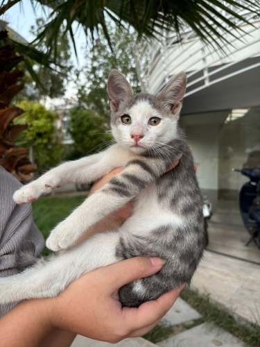 Dünya Güzeli Perimize Ömürlük Yuva! fotoğraf