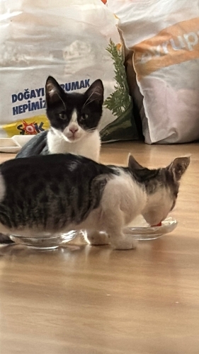 🥹 ACİL YUVA ARIYORLAR YAVRU KEDİLER fotoğraf