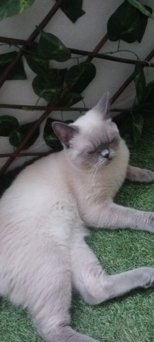 Kedimiz blue point cinsi fotoğraf