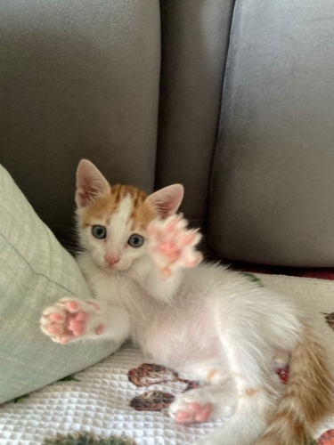 2 Aylık Erkek Yavru Kedi Sahiplendirme İlanı fotoğraf