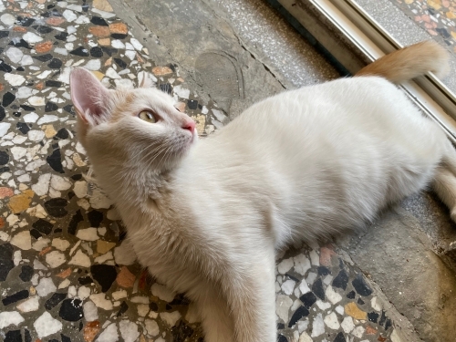 Tekir kedi 5 aylık fotoğraf