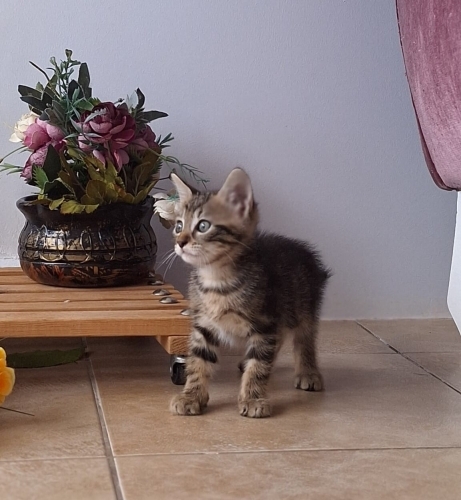 1,5 aylık miniğimize acil yuva fotoğraf