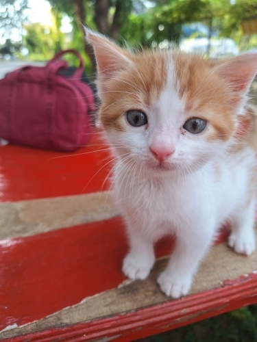 1.5 aylık erkek sarman fotoğraf