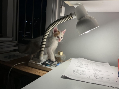 aşıları tam acil yuva arıyoruz 🥺 fotoğraf