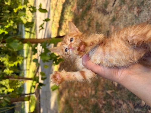 Minicik Tatlış Tarçın fotoğraf
