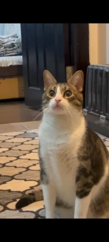 Sessiz sakin sevecen erkek kedi ücretsiz ilan fotoğraf
