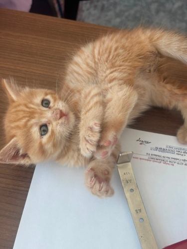 3 aylık 2 erkek yavru fotoğraf