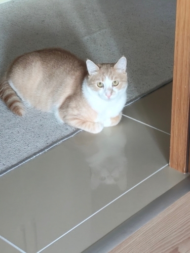Çok Uysal ve oyuncu bir kedi fotoğraf