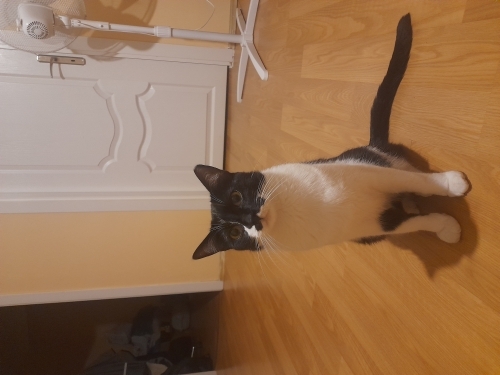 Sevimli Necip'e yeni sahip aranıyor fotoğraf